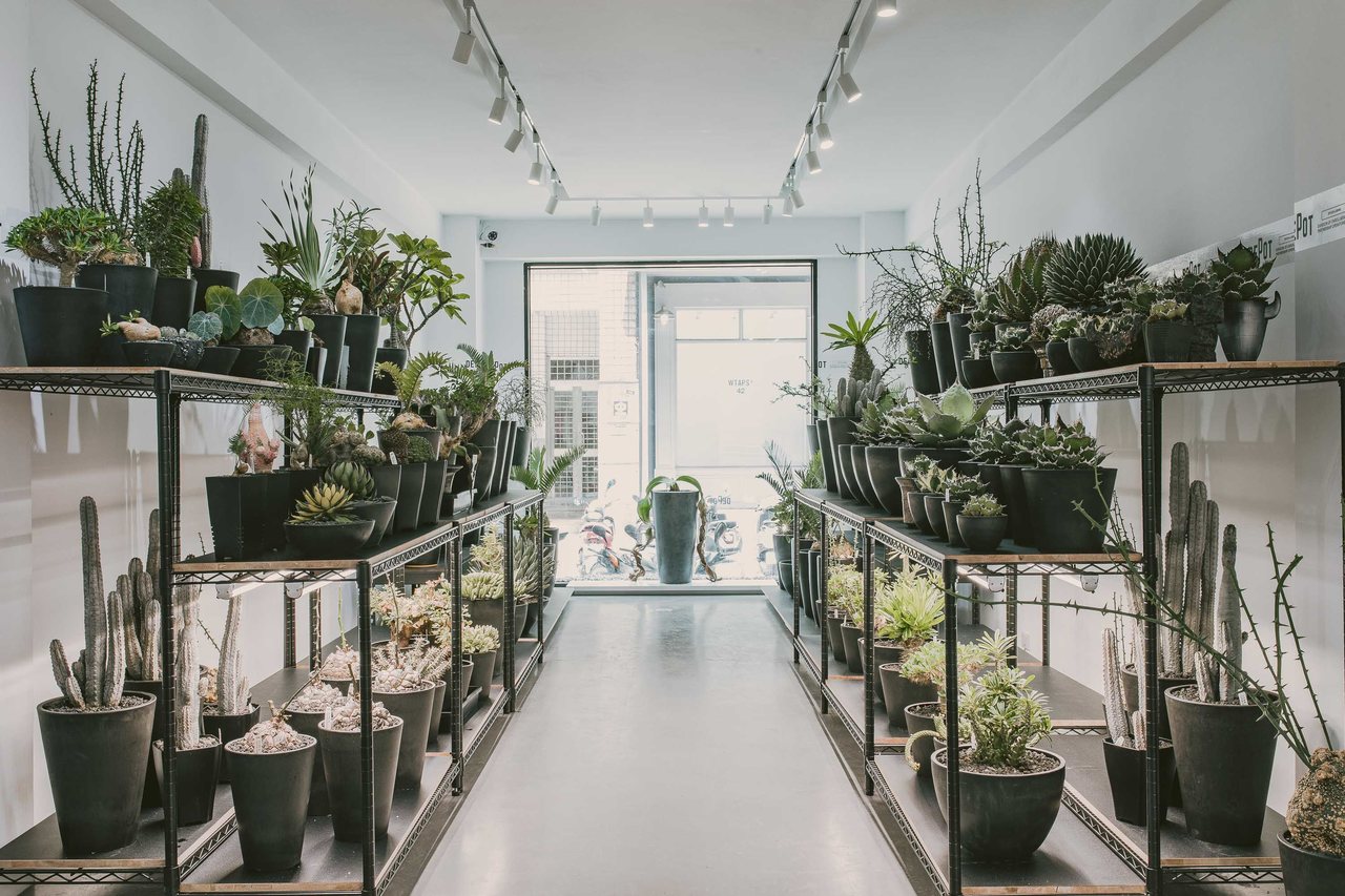 Invincible 團隊質感打造全新生活美感體驗品牌depot 首波推出caudex Market 珍稀塊根植物市集 Everyday Object