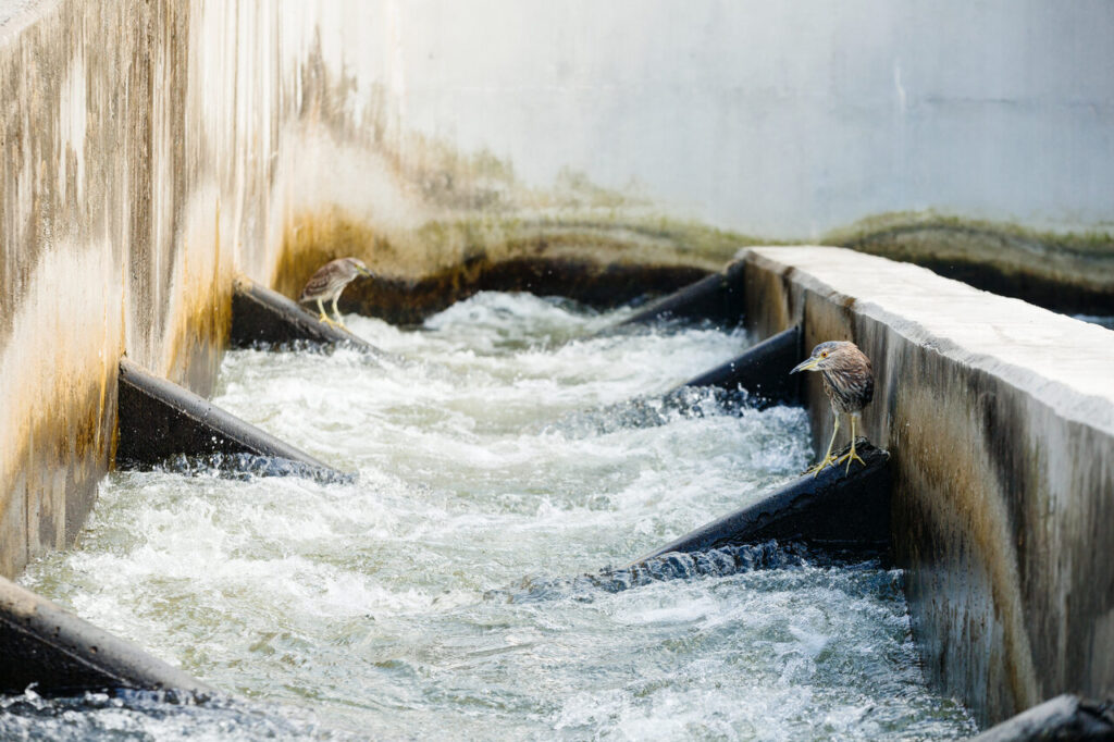 摸魚教授」曾晴賢與水利局黃茂松總工程司深度對談：新店溪碧潭堰打通